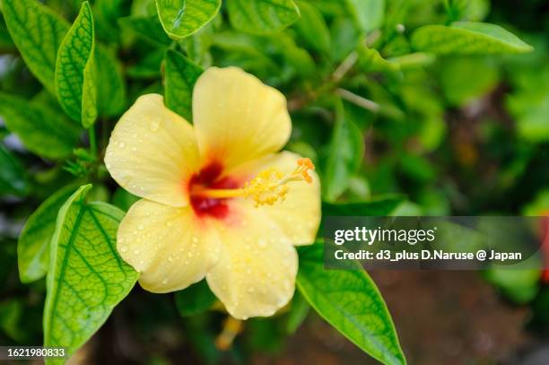 beautiful hibisucus flower in the rain, tomari port, naha city, okinawa, - 那覇市 個照片及圖片檔