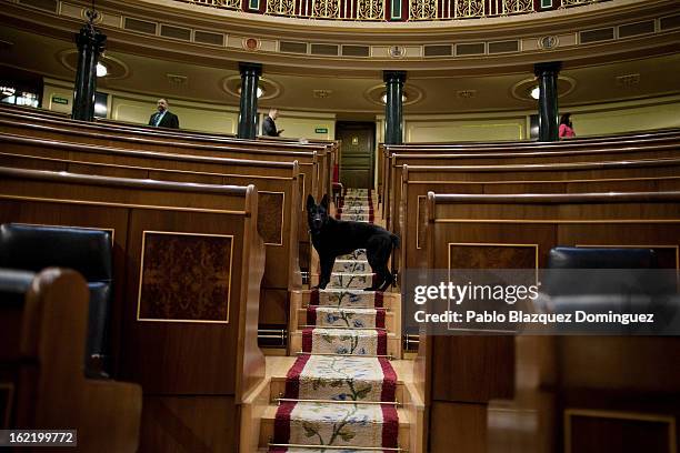 Police dog checks Parliament's chamber before it takes place the first State of Nation Debate during Mariano Rajoy government on February 20, 2013 in...