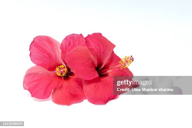 hibiscus - hibiscus stockfoto's en -beelden