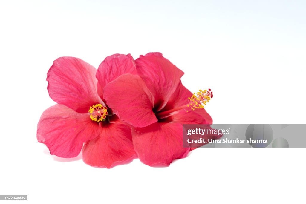 Hibiscus