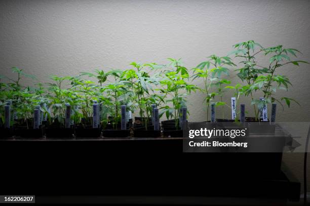 Marijuana plants grow at the MedMar Healing Center, a medical-marijuana dispensary, in San Jose, California, U.S., on Thursday, Feb. 7, 2013. San...