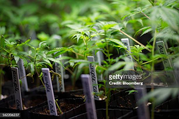 Marijuana plants grow at the MedMar Healing Center, a medical-marijuana dispensary, in San Jose, California, U.S., on Thursday, Feb. 7, 2013. San...