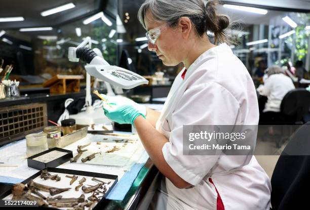 Fossil lab manager Stephany Potze prepares bird shinbones at the La Brea Tar Pits on August 17, 2023 in Los Angeles, California. A new study of...