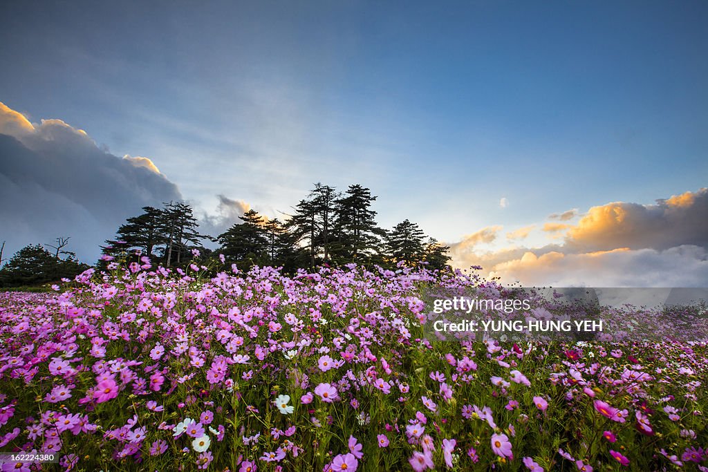 Cosmos bloom
