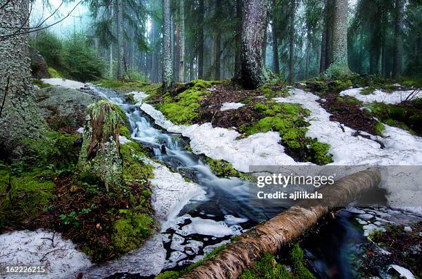 spring morning - finland spring stock pictures, royalty-free photos & images