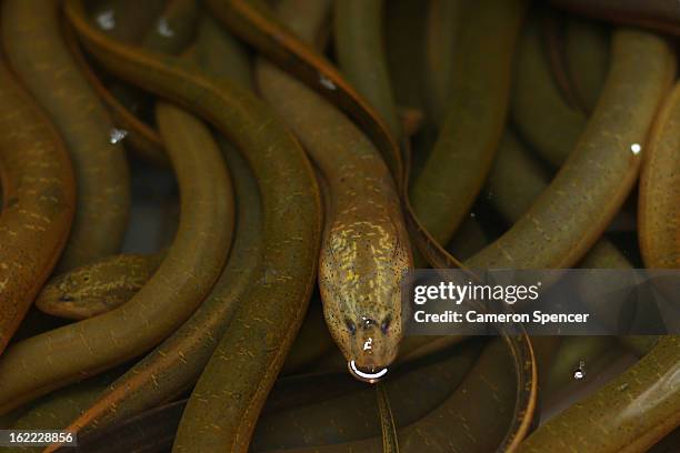 Eels are displayed for sale at the Singapore Chinatown Complex Wet Market on February 21, 2013 in Singapore. The Chinatown Complex Wet Market is a...