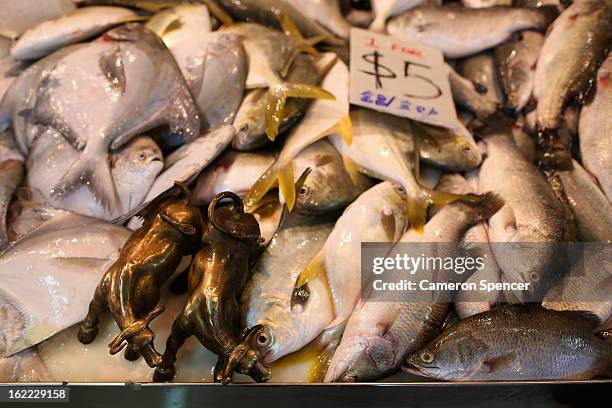 Stall keeper's lucky bulls are seen among fish for sale at the Singapore Chinatown Complex Wet Market on February 21, 2013 in Singapore. The...