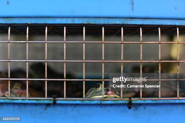 Frog for sale looks out of a cage at the Singapore Chinatown Complex Wet Market on February 21, 2013 in Singapore. The Chinatown Complex Wet Market...