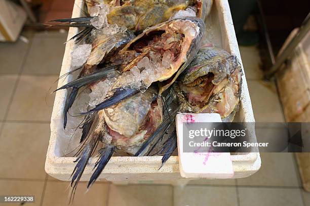 Fish heads are displayed for sale at the Singapore Chinatown Complex Wet Market on February 21, 2013 in Singapore. The Chinatown Complex Wet Market...