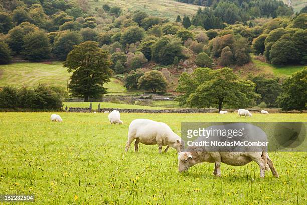 ovelha pastar no país de gales - welsh culture imagens e fotografias de stock