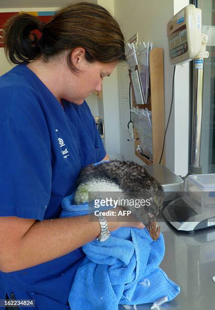 Wellington Zoo vet Lisa Argilla treats the sick royal penguin dubbed Happy Feet junior on February 21, 2013. The penguin dubbed Happy Feet junior was...