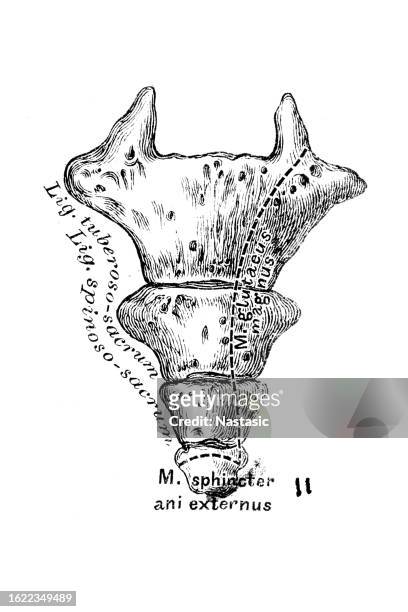 the tailbone , coccyx - spinal cord cross section stock illustrations