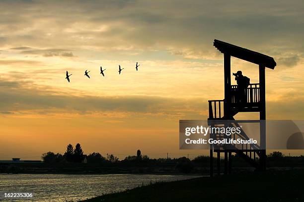 bird watching - bird watching stock pictures, royalty-free photos & images