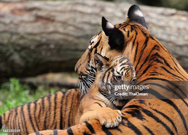 tiger mutter und cub - raubtierjunges stock-fotos und bilder