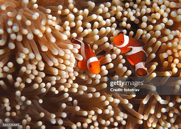 anemonenfisch im korallengarten-südostasien tropische kulisse - coral colored stock-fotos und bilder