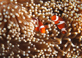 Clownfish in Coral garden - Southeast Asia tropical pristine water