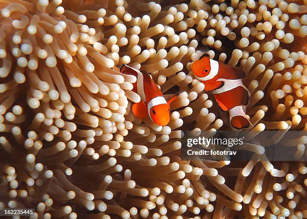 peixe-palhaço em jardim coral-sudeste asiático tropical impecável água - symbiotic relationship - fotografias e filmes do acervo