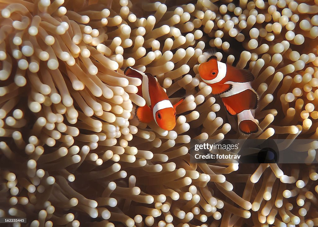 Clownfish in Coral garden - Southeast Asia tropical pristine water