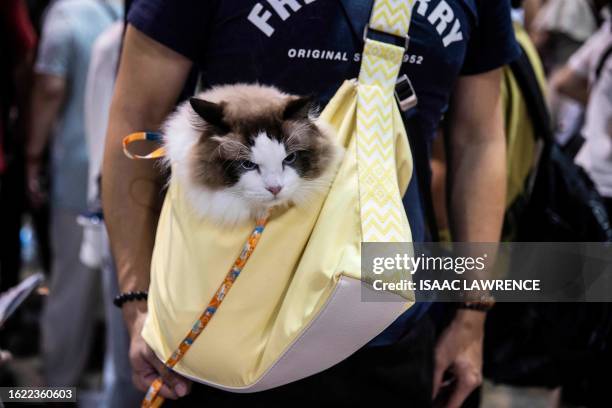 People attend a cat expo at the Hong Kong Convention and Exhibition Centre in Hong Kong on August 25, 2023.