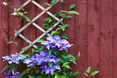 Clematis flowers climbing trellis against red wall