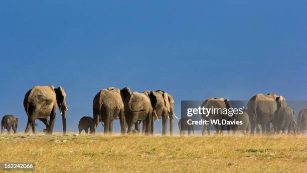 elefante herd - desert elephant fotografías e imágenes de stock