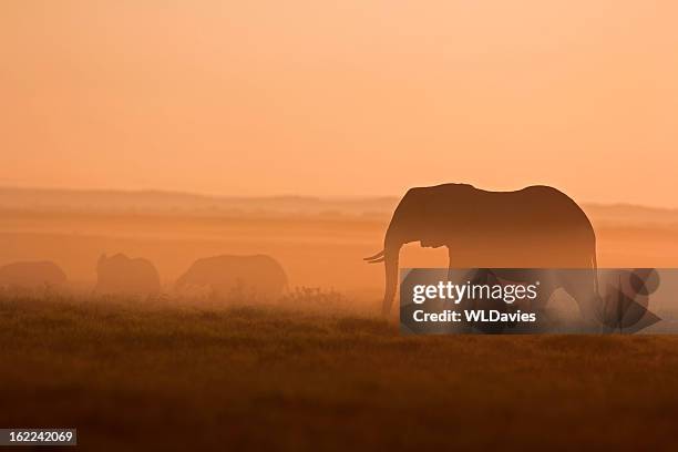 elefantes al amanecer - desert elephant fotografías e imágenes de stock