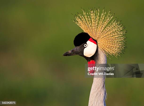 incoronato sollevi con una gru - gru coronata grigia foto e immagini stock