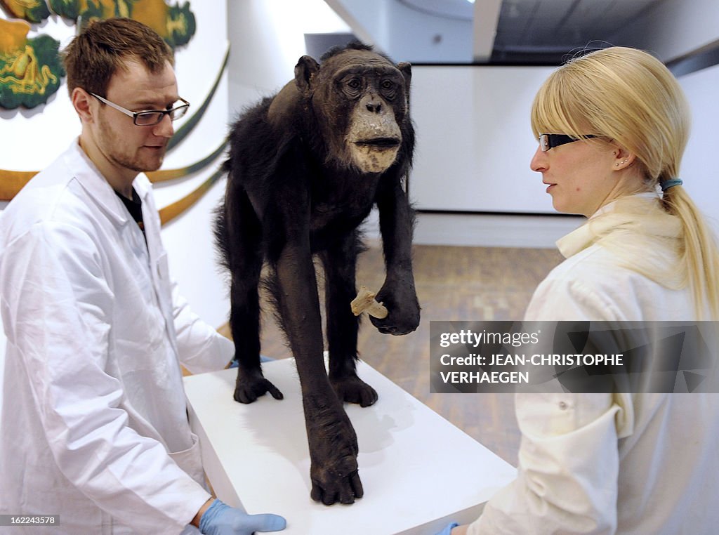 FRANCE-ANIMAL-CHIMPANZEE-OFFBEAT