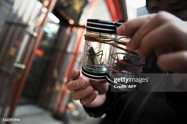 Chinese man checks katydids, an insect also known as bush-crickets, at a market in Beijing on February 21, 2013. Raising Katydid is a tranditional...
