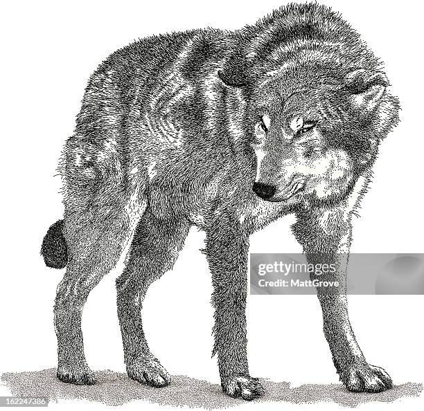 angry wolf - wolf stock illustrations