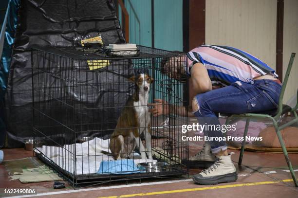 Person with a dog in a cage in the pavilion of IES Sabino Berthelot, on August 18 in El Sauzal, Tenerife, Canary Islands, Spain. The forest fire that...