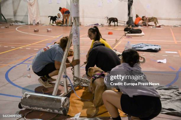Several people with a dog in the pavilion of IES Sabino Berthelot, on August 18 in El Sauzal, Tenerife, Canary Islands, Spain. The forest fire that...
