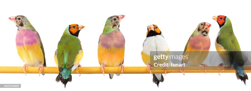 Gouldian Finches