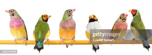 gouldian finches - tropical bird stock pictures, royalty-free photos & images