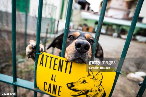 beware of dog, italienische - - beware of dog stock-fotos und bilder