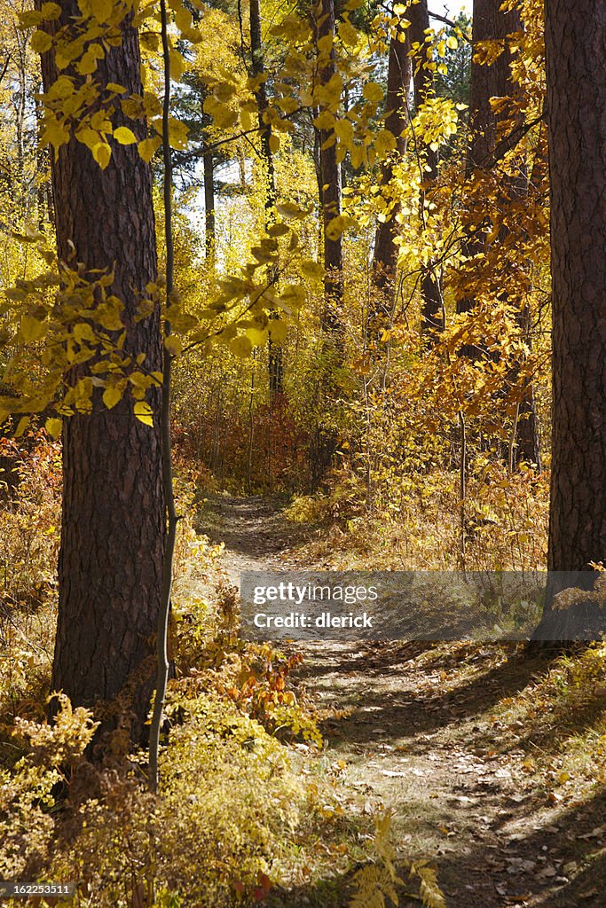 Foot Path in Autumn Woods