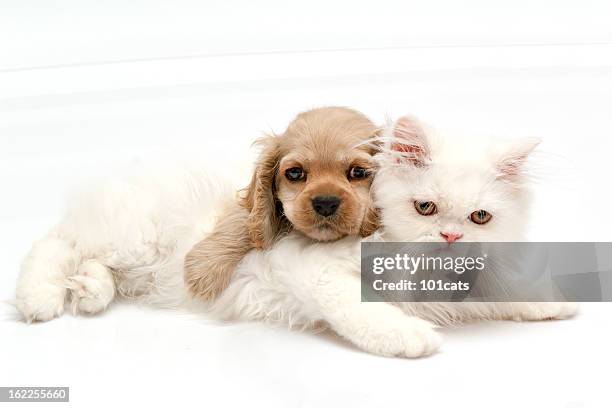 temps pour jouer - chien et chat photos et images de collection