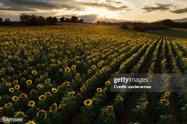 sunflowers field at sunset - canigou stock pictures, royalty-free photos & images