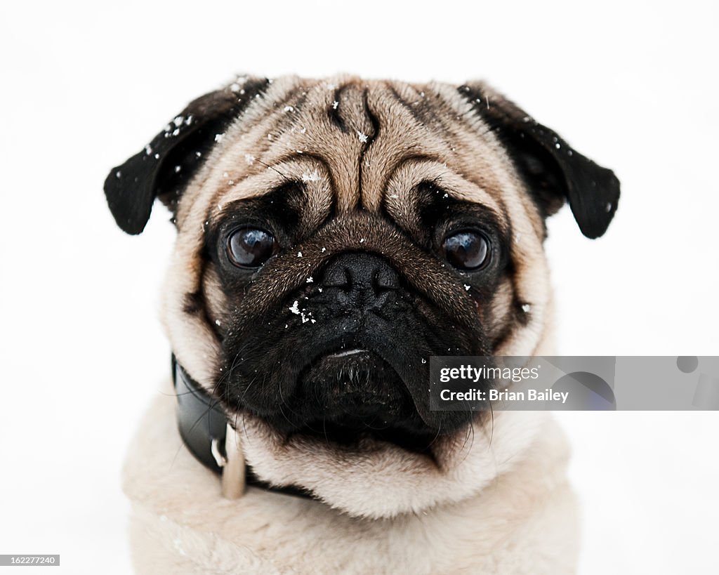 Male pug dog surrounded by snowflakes, portrait