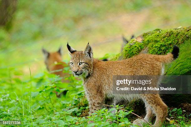 lynx, lynx lynx, wildpark alte fasanerie, hanau, hesse, germany, europe - hanau stock-fotos und bilder