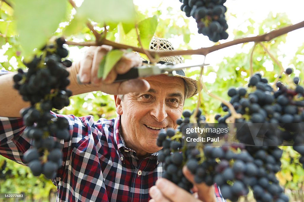 Wingrower in wineyard