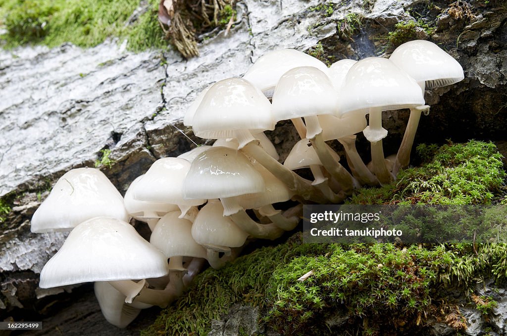 Mushrooms