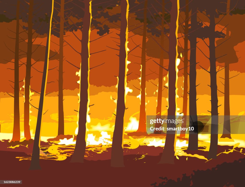 Forest Fire