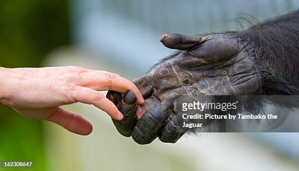 giving a hand to the chimp - schimpansen gattung stock-fotos und bilder