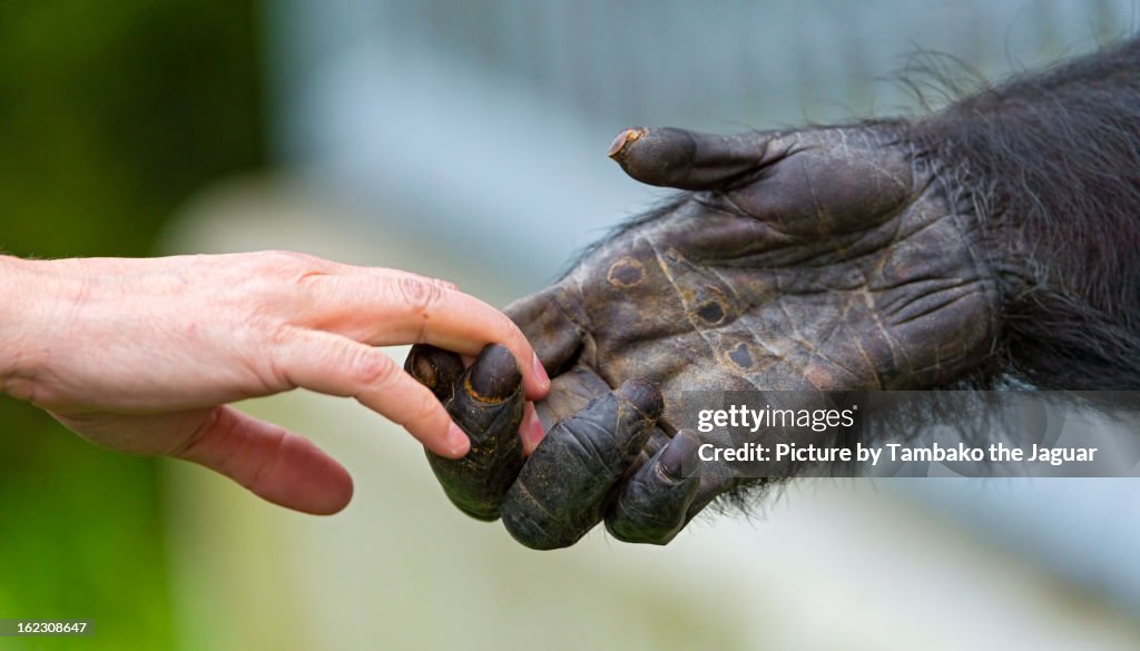 Giving a hand to the chimp