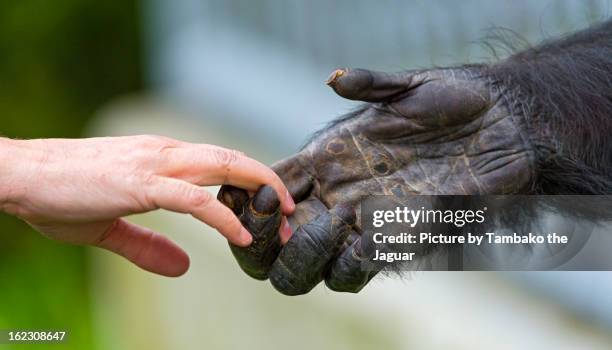 giving a hand to the chimp - ape stockfoto's en -beelden