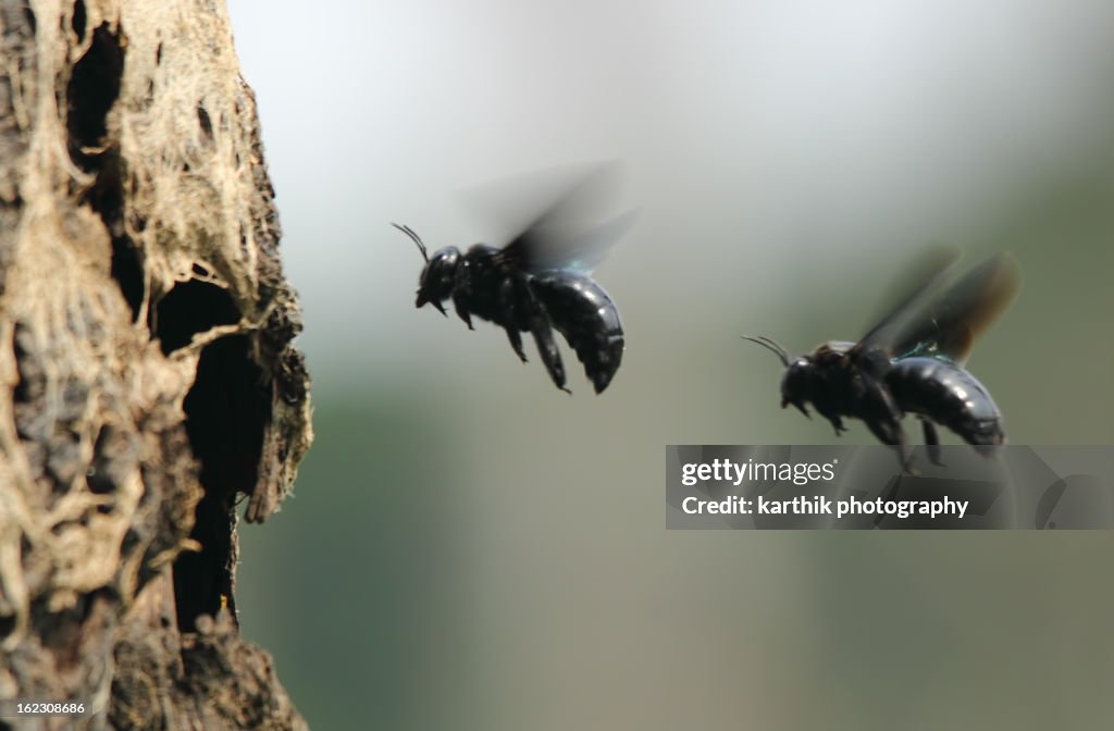 Carpenter Bees In Flight