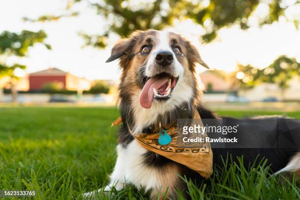 border collie dog with funny face - border collie stock pictures, royalty-free photos & images