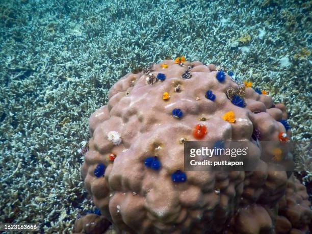 skull coral and shallow water coral fish live on the rocks and shallow water coral in warm waters in the equator the depth does not exceed 15 meters, so it can be seen only along the coast and in general underwater rock piles - stingray stock pictures, royalty-free photos & images