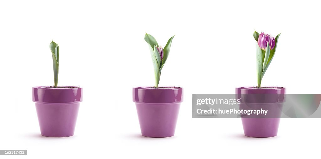 Tulipán de crecimiento